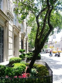 Trees and plants in city