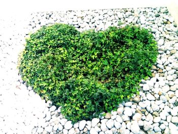 Close-up of plant growing on wall