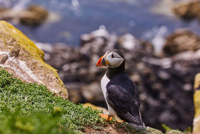 Puffin standing on a rock cliff . fratercula arctica 