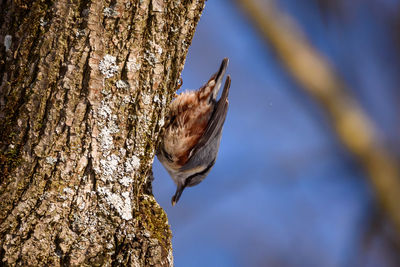 Close-up of a bird on tree trunk