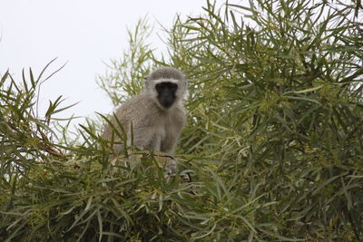 Lion sitting on tree