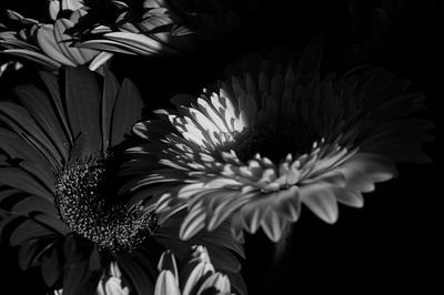 Close-up of flowers against blurred background