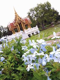 View of white flowers