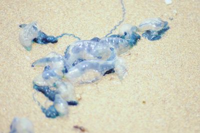 Close-up of crab on beach