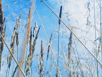 Low angle view of frozen plants against sky