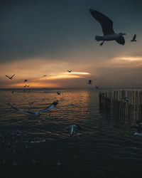 Seagulls flying over sea against sky during sunset