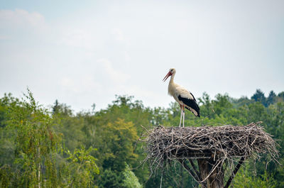 Stork in zoo zurich