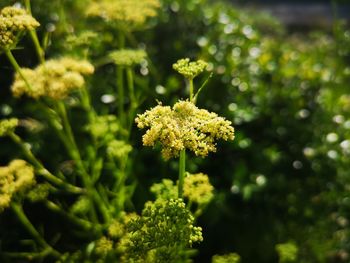 Close-up of yellow flowering plant