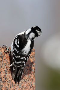 Close-up of bird perching on rock