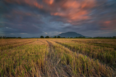 Scenic view of agricultural field against sky