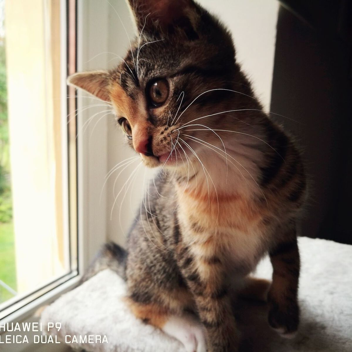 CLOSE-UP OF CAT LOOKING AWAY