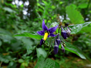 Close-up of purple flower blooming outdoors