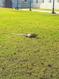 Bird on field