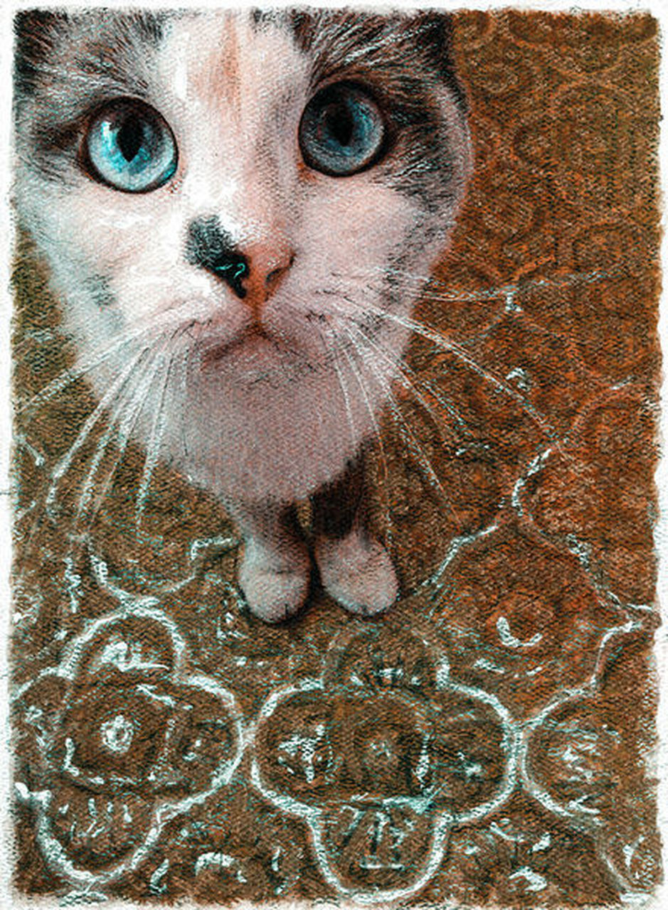 CLOSE-UP PORTRAIT OF CAT WITH HEART SHAPE ON HUMAN EYE