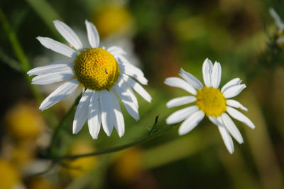 Close-up of white daisy