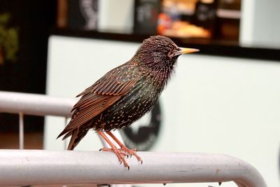 Close-up of bird perching on railing