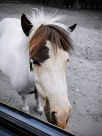 Close-up of a pony