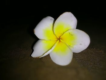 Close-up of white flower over black background