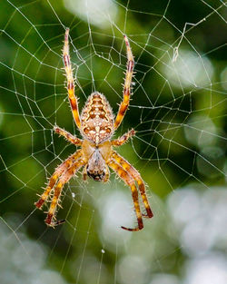 Close-up of spider on web