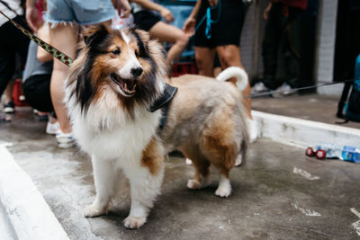 Dogs standing on street