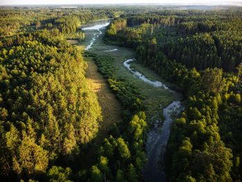 High angle view of river amidst trees in forest