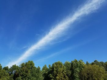 Low angle view of trees against blue sky