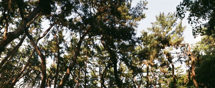 Low angle view of trees against sky