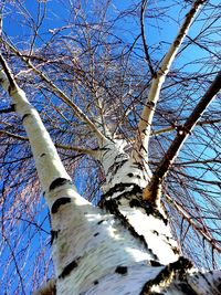 Low angle view of bare trees against blue sky