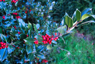 Close-up of plants growing on tree