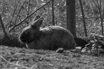 Rabbit in forest