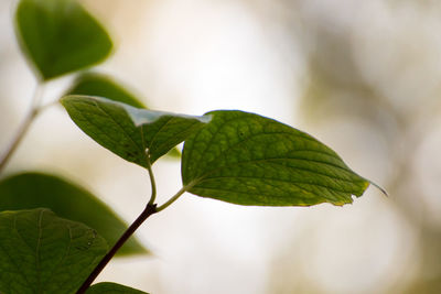 Close-up of green leaves