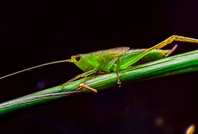 Close-up of insect on leaf