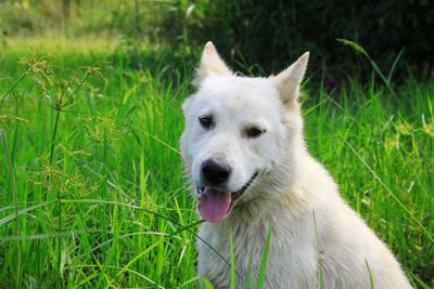 View of a dog on field