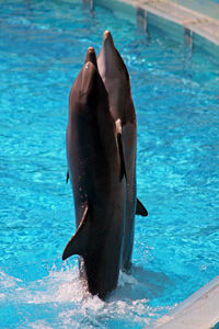 Horse swimming in pool