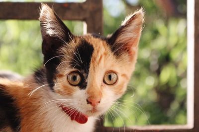 Close-up portrait of cat