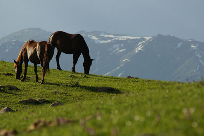 Low angle view of horses grazing on grassy field