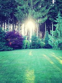 Sun shining through trees