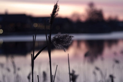 Close-up of dandelion against blurred background