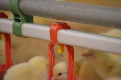 Close-up of a chicks are drinking water from drinkers