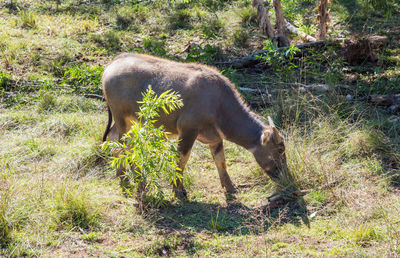 Full length of a horse grazing in forest