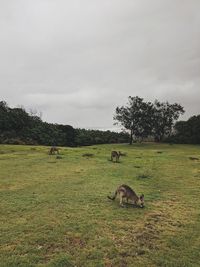 View of sheep on field