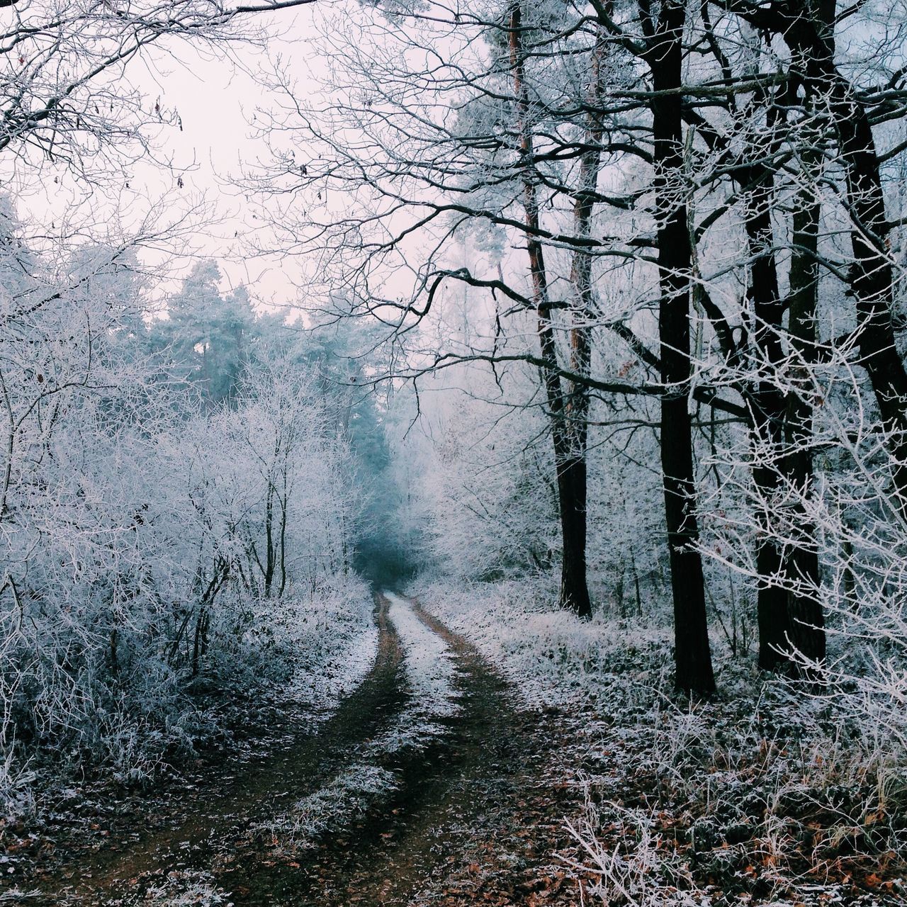 tree, season, bare tree, weather, tranquility, branch, the way forward, tree trunk, nature, winter, road, tranquil scene, fog, street, cold temperature, day, beauty in nature, growth, no people, scenics