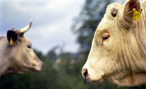 Close-up of cow