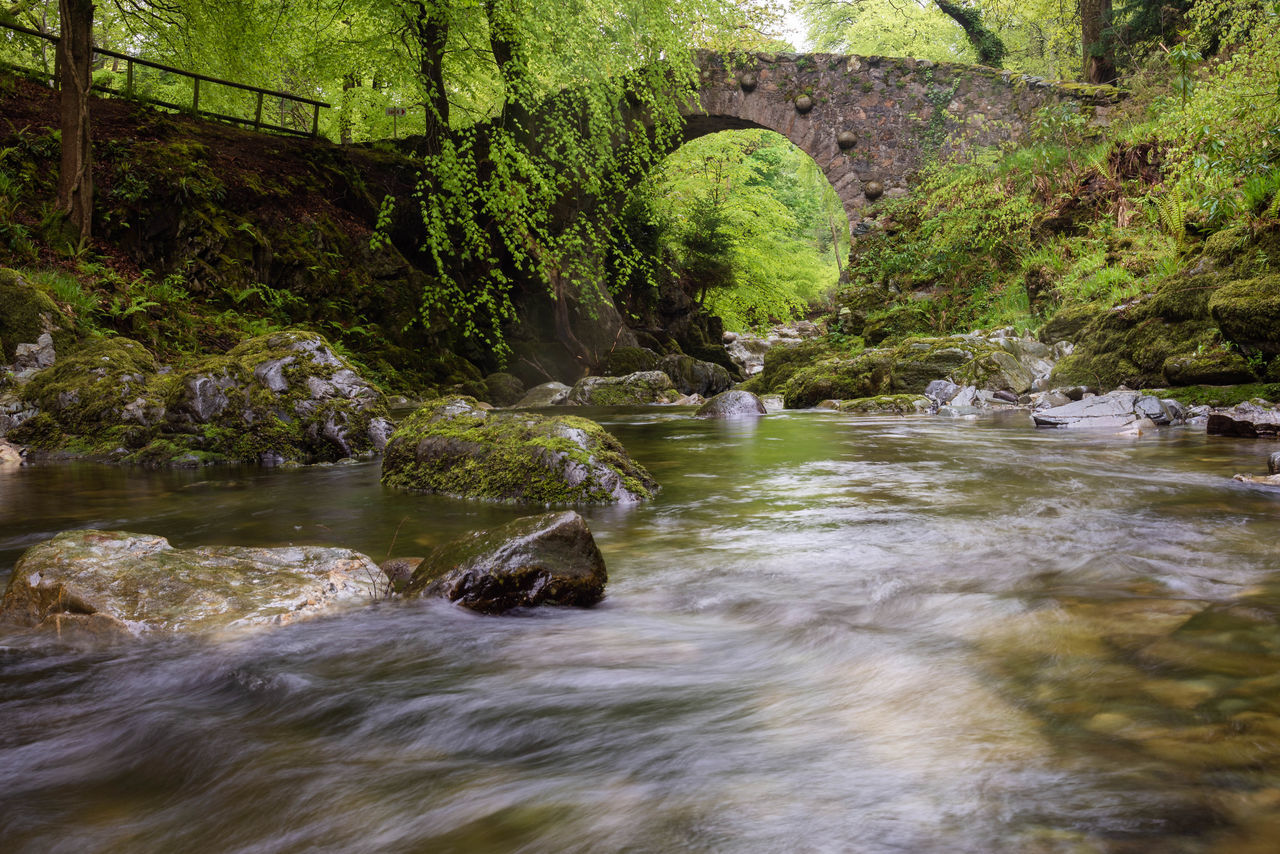 SCENIC VIEW OF RIVER STREAM IN FOREST