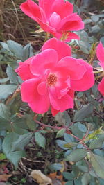 Close-up of pink flowers blooming outdoors