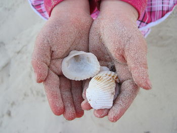 Low section of person holding sea shells