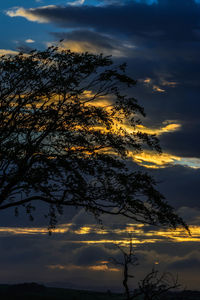 Low angle view of silhouette tree against sky at sunset