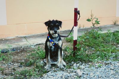 Portrait of a dog against the wall