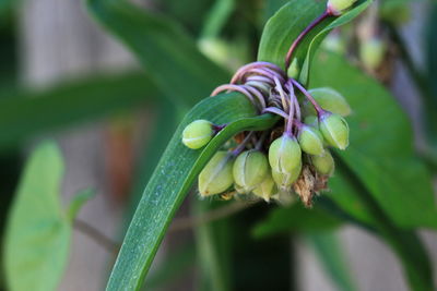 Close-up of spiral flower