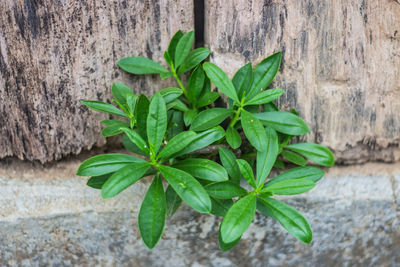 High angle view of leaves on plant against wall